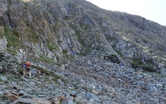 Campylium bambergeri