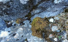 Campylium bambergeri