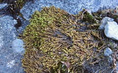Campylium bambergeri