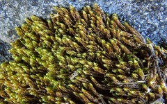 Campylium bambergeri