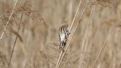 Emberiza pallasi