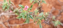 Indigofera inhambanensis