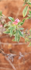 Indigofera inhambanensis