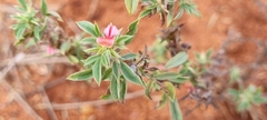 Indigofera inhambanensis