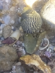 Clibanarius taeniatus