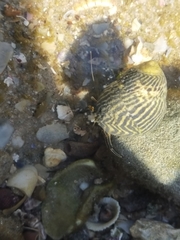 Clibanarius taeniatus