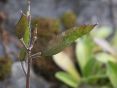 Draba grandis