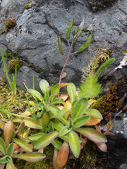 Draba grandis