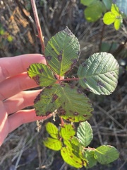 Sphaerulina westendorpii