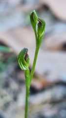 Pterostylis clivosa