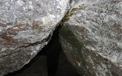 Neckera oligocarpa