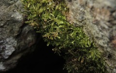 Neckera oligocarpa