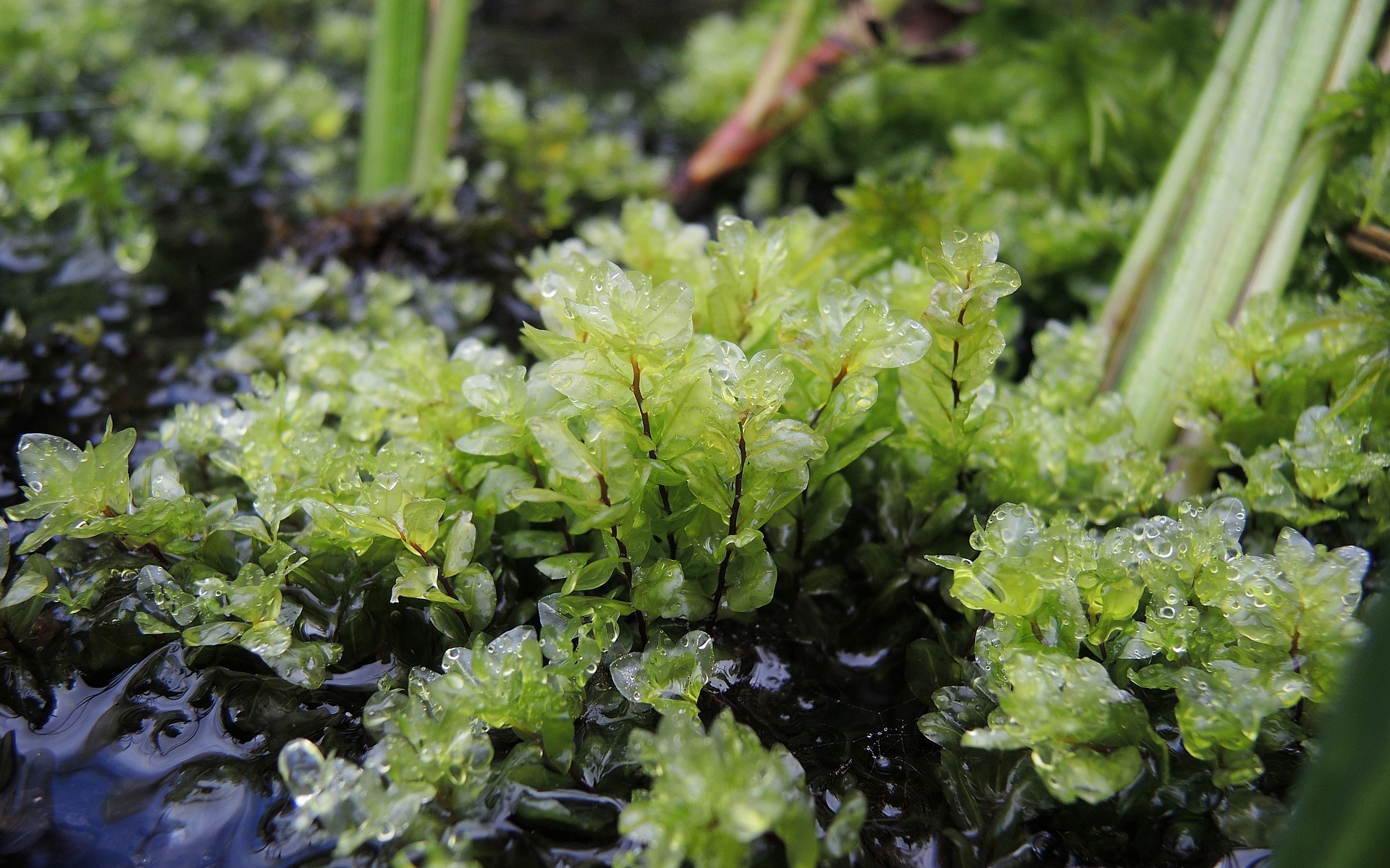 Pseudobryum cinclidioides