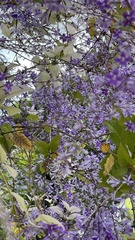 Petrea volubilis
