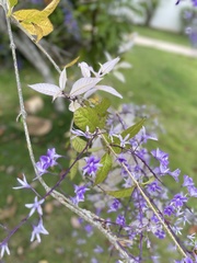 Petrea volubilis
