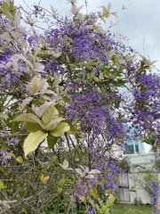 Petrea volubilis