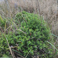 Veronica rakaiensis