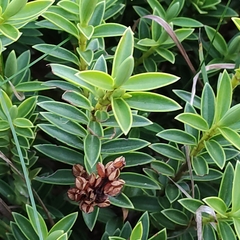 Veronica rakaiensis