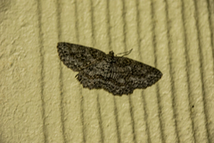 Ectropis fractaria