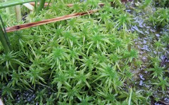 Sphagnum riparium