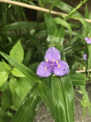 Tradescantia subaspera