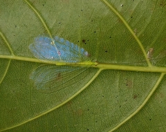 Apochrysa evanida