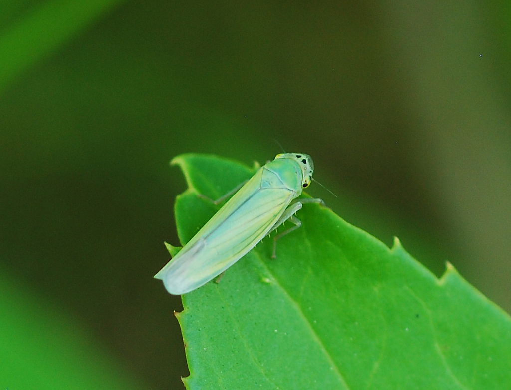 Cicadella viridis; (c) Paul B., some rights reserved (CC BY-NC-ND), uploaded by Paul B.