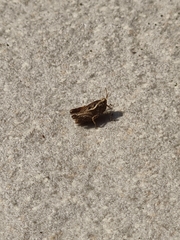 Tetrigini