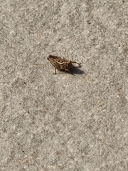Tetrigini