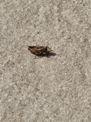Tetrigini