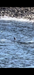 Phoca vitulina