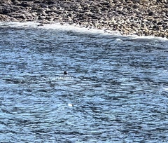 Phoca vitulina