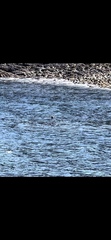 Phoca vitulina