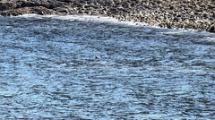 Phoca vitulina