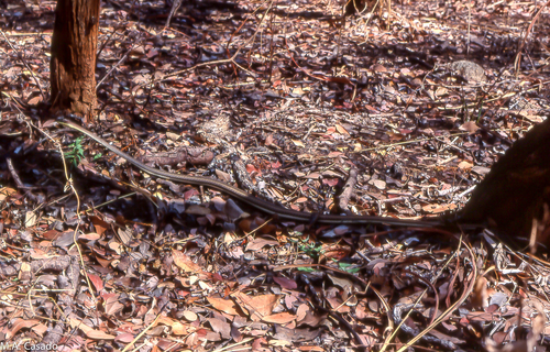 Eastern Stripe-bellied Sand Snake