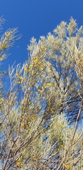 Acacia aneura