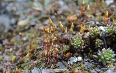 Bryum blindii