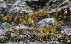 Bryum blindii