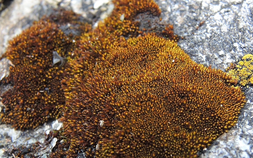 Didymodon subandreaeoides