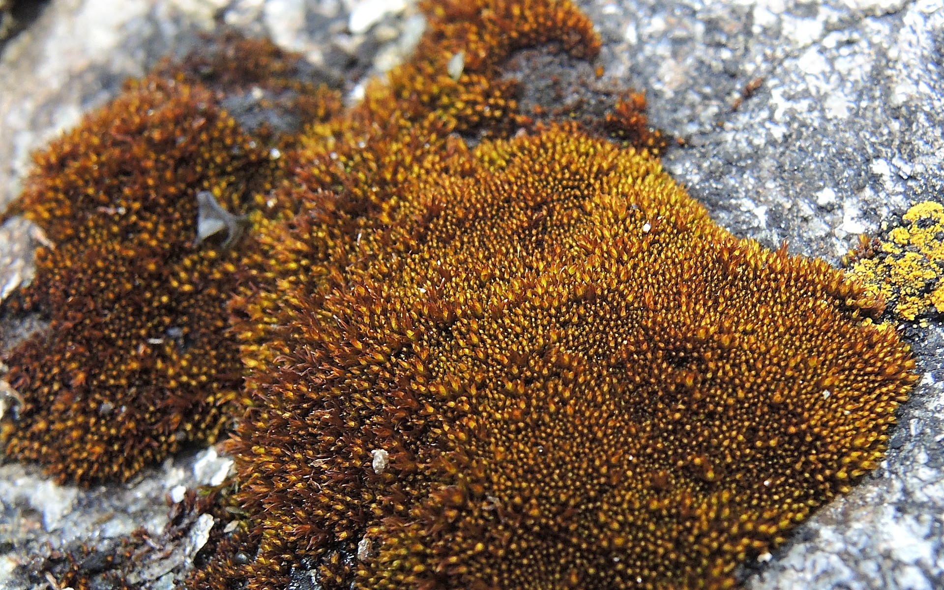 Didymodon subandreaeoides