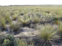 Leucadendron brunioides brunioides