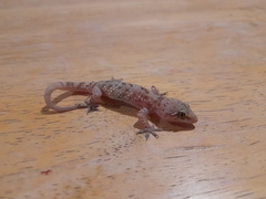 Hemidactylus turcicus