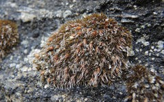 Grimmia anodon