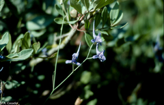 Delphinium gracile