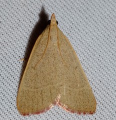 Hypsopygia albidalis