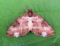 Melanthia procellata