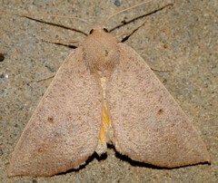 Mnesampela heliochrysa