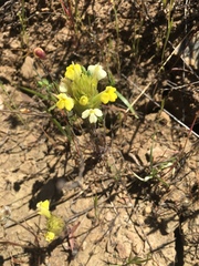Castilleja rubicundula lithospermoides