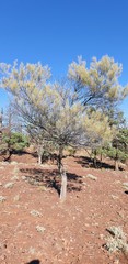 Acacia aneura