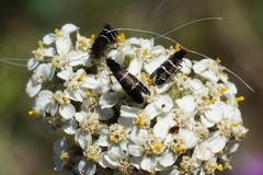 Adela septentrionella